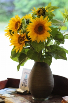 Sonnenblumen.jpg